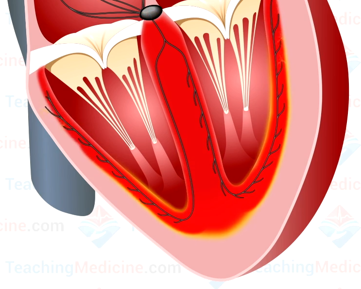 depolarization-of-the-ventricles